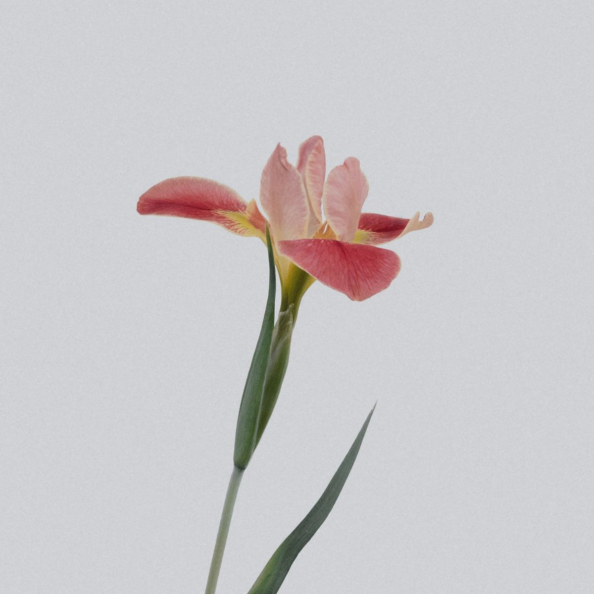 Vivid Bamboo